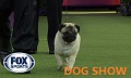 赛事(DOG SHOW)