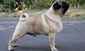 纯种犬俱乐部