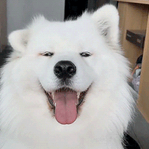 以后卖狗不用愁了！今年将有10000+宠物店帮你卖狗！-11.gif