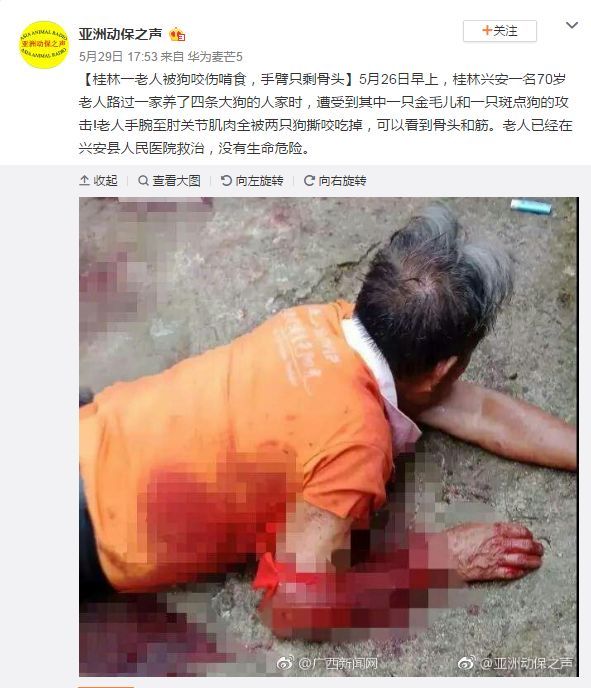 狗攻击行为的背后，往往是一连串心酸的往事-2.jpeg