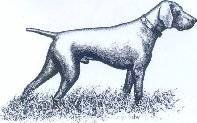 德国短毛指示猎犬 FCI国际纯种犬标准-1.jpeg