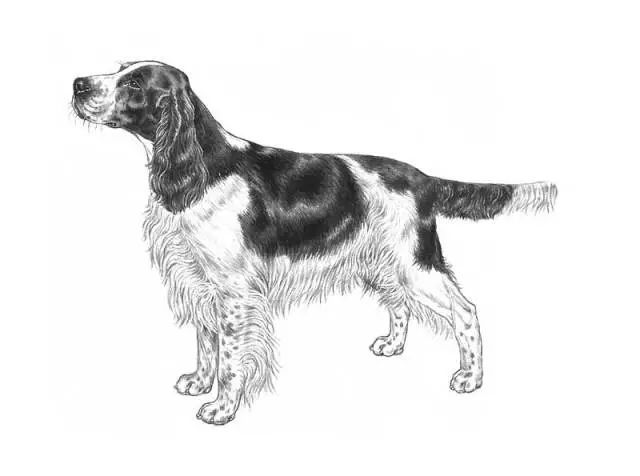 英国史宾格犬 FCI国际纯种犬标准-1.jpeg