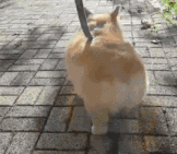 不管恋爱还是结婚，不爱狗免谈吧-2.gif
