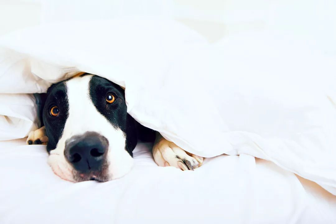 种犬的优点经常被总结，可“缺陷”怎么评估？-1.jpeg