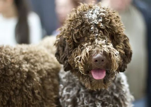 种犬的优点经常被总结，可“缺陷”怎么评估？-3.jpeg
