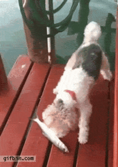 刚毛猎狐梗：生活的真谛是玩耍和冒险！-7.gif