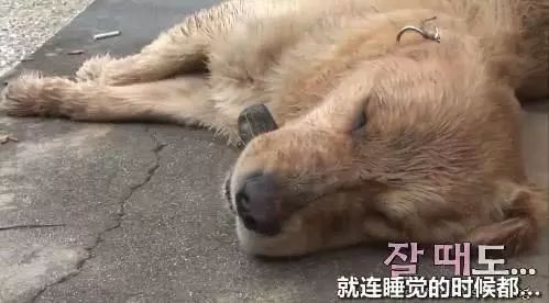 说说狗子们的谜之怪癖-4.jpeg