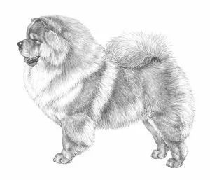 松狮犬 FCI国际纯种犬标准-1.jpeg