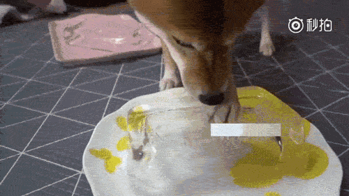 这也不能吃，那也不能吃！你养的是狗还是小皇上？-5.gif