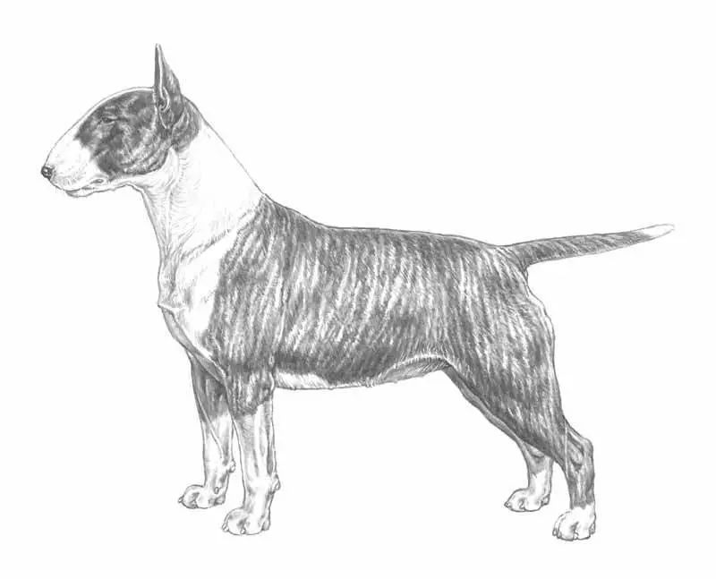 牛头梗犬 FCI国际纯种犬标准-1.jpeg