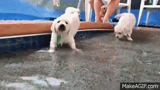 终于知道狗为啥随主人了-5.gif