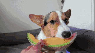终于知道狗为啥随主人了-2.gif