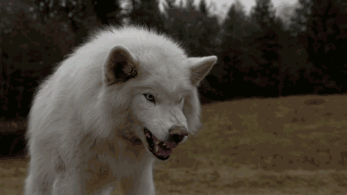 狂犬病死亡威胁？莫慌，及时预防安如鸡！-2.gif