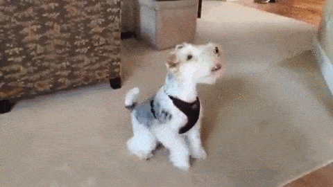 狂犬病死亡威胁？莫慌，及时预防安如鸡！-3.gif