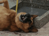 狂犬病死亡威胁？莫慌，及时预防安如鸡！-4.gif