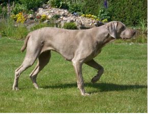 魏玛犬 FCI国际纯种犬标准-2.jpeg