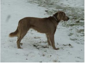 魏玛犬 FCI国际纯种犬标准-1.jpeg
