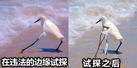 今天！犬舍的朋友集体怼了这篇文章！微信收到大量投诉！-4.jpeg