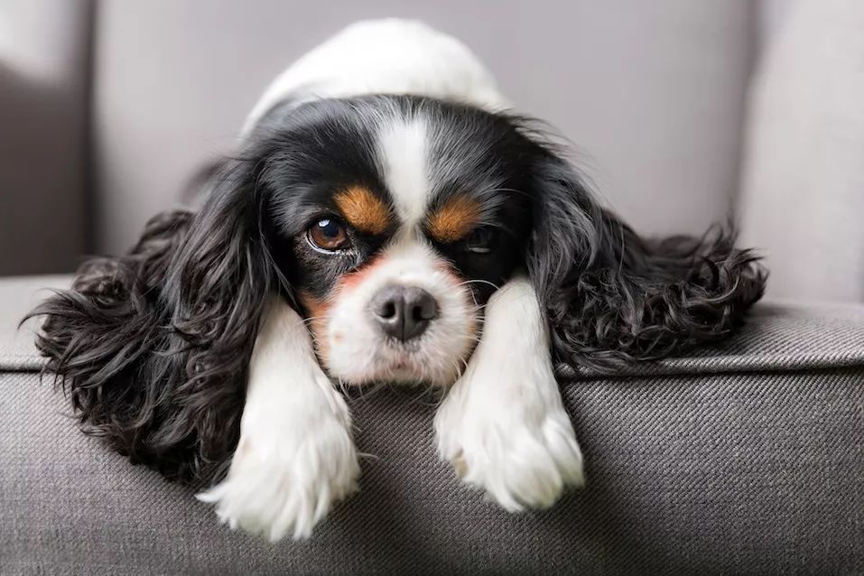 今天！犬舍的朋友集体怼了这篇文章！微信收到大量投诉！-7.jpeg
