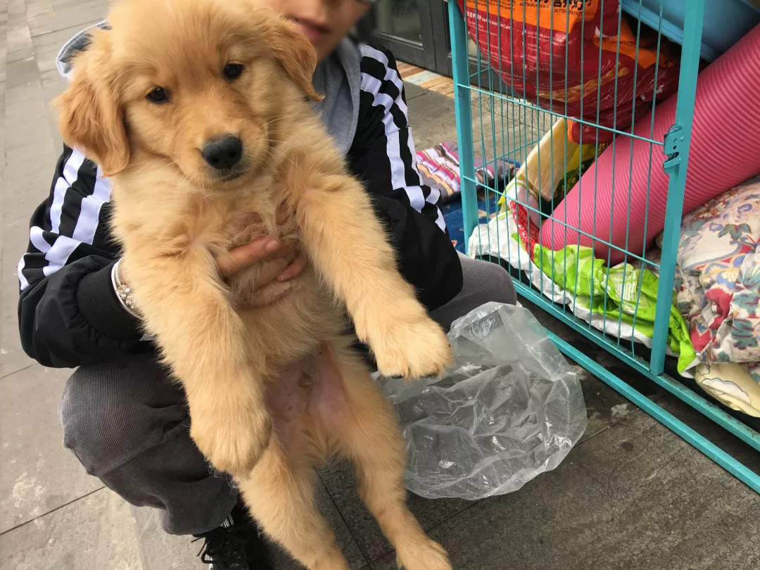 把狗丢在宠物店，就不算遗弃吗？-3.jpeg