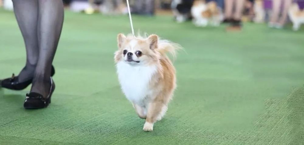 9f247c88a90149bdb334087ab42e2ad6.jpeg