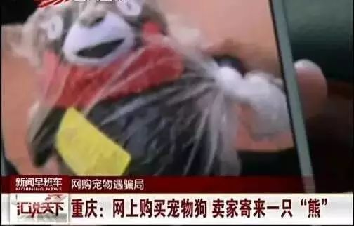 这家天猫宠物店，一天卖了两千万！-3.jpeg