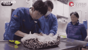 如果你的宠物死了，你会克隆一只吗？-1.gif