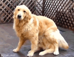 如果你的宠物死了，你会克隆一只吗？-2.gif