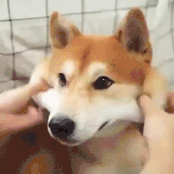 如果你的宠物死了，你会克隆一只吗？-8.gif