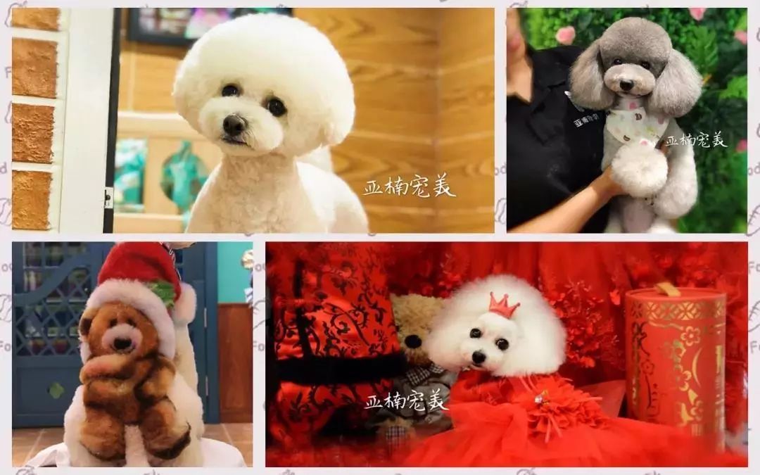 杭城犬类免疫点被挤爆的背后，我们应该知道什么？-13.jpeg