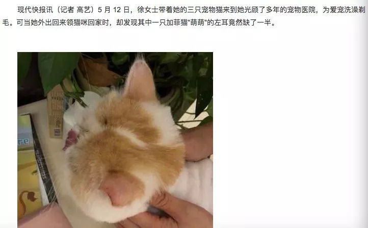 宠物美容师把猫耳朵剪掉了，速成班毕业的吗？-1.jpeg