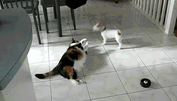 “养纯种犬只是为了好看”-2.gif