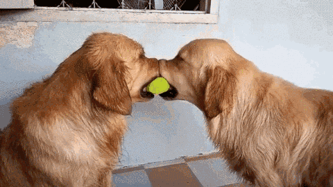 “养纯种犬只是为了好看”-1.gif
