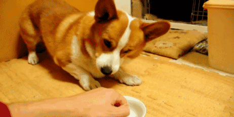 “养纯种犬只是为了好看”-4.gif