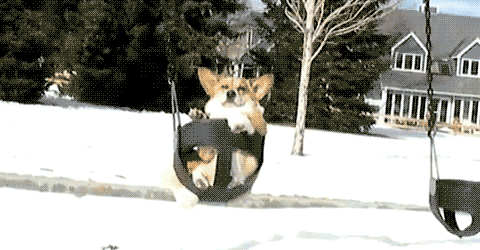 独家 | 北上广青睐法牛，二线城市爱养金毛-3.gif