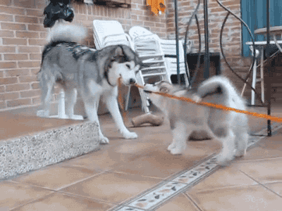 独家 | 北上广青睐法牛，二线城市爱养金毛-9.gif