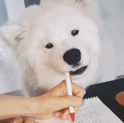 独家 | 北上广青睐法牛，二线城市爱养金毛-12.gif