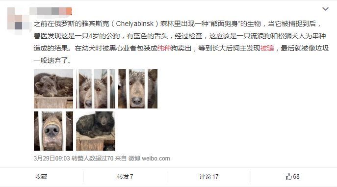 “狗纯不纯，有那么重要吗？”-7.jpeg