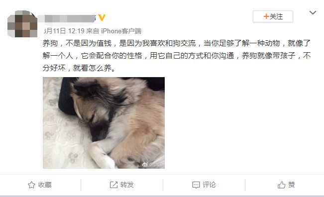 “狗纯不纯，有那么重要吗？”-2.jpeg