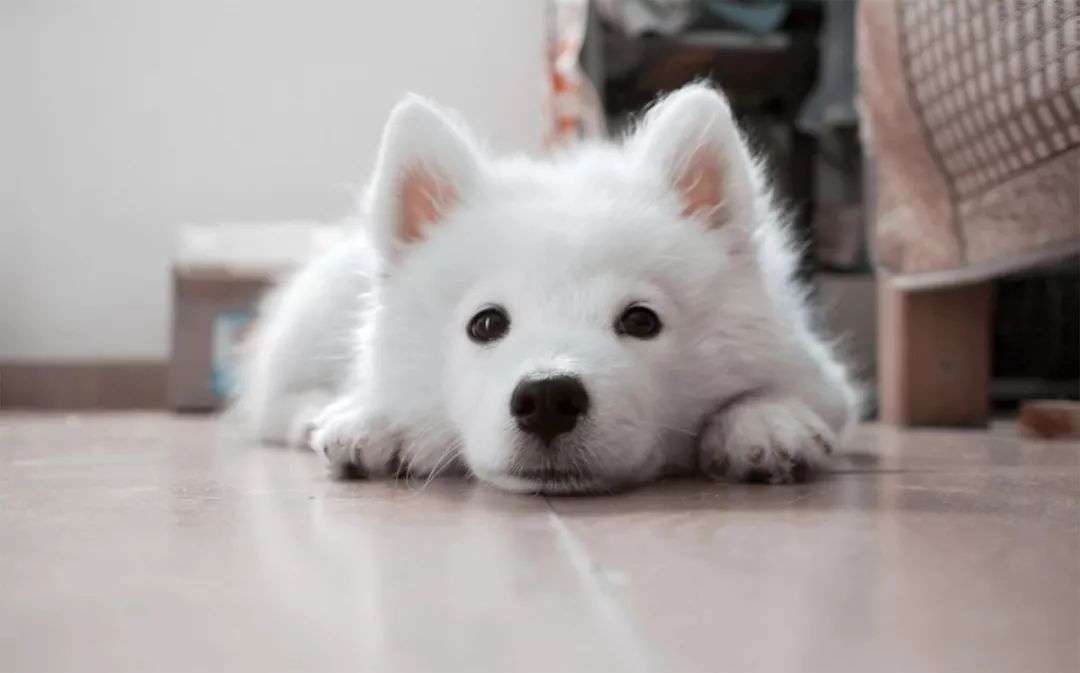 独家 | 种犬引进大揭秘，台湾日本不输欧美-1.jpeg