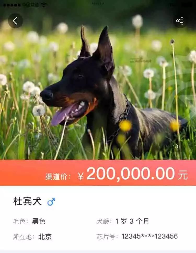市场太乱繁殖太难，接下来怎么玩？我们有4点建议！-2.jpeg