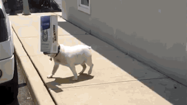 一个苦逼养狗人的年终总结.doc-3.gif
