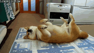 一个苦逼养狗人的年终总结.doc-5.gif