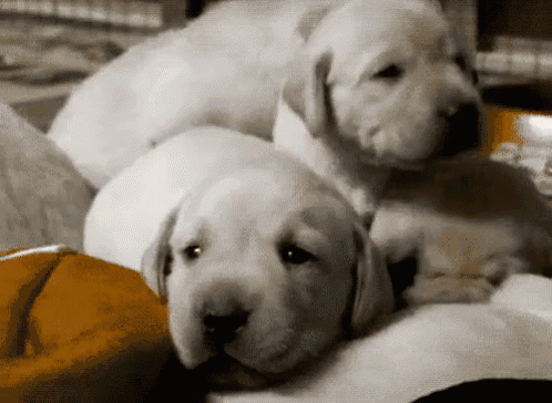 一个苦逼养狗人的年终总结.doc-7.gif
