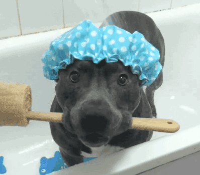 一个苦逼养狗人的年终总结.doc-8.gif