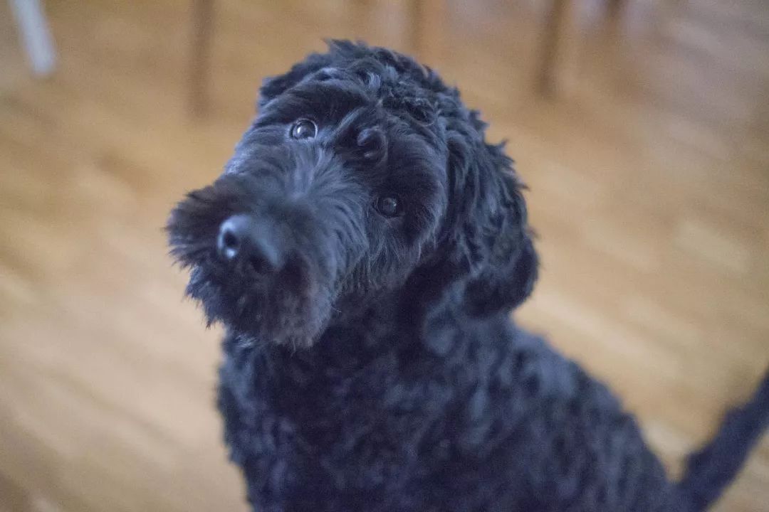 一个犬舍如何经营，就看他如何运用手里资源-1.jpeg