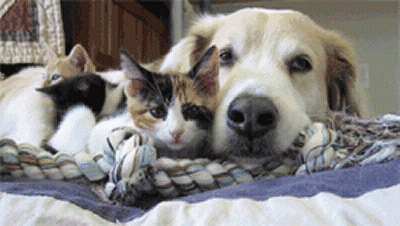 我的花钱之道！90后铲屎官消费趋势-2.gif