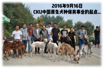 唐狗上热搜之后：你对中国原生犬了解多少？-4.jpeg