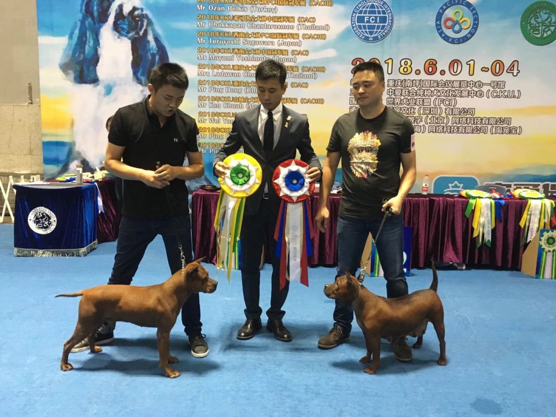 唐狗上热搜之后：你对中国原生犬了解多少？-8.jpeg