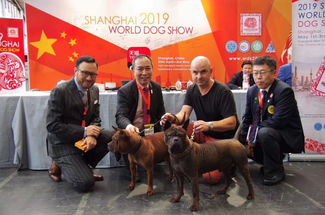 唐狗上热搜之后：你对中国原生犬了解多少？-7.jpeg
